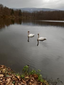 slivniški ribnik - 2
